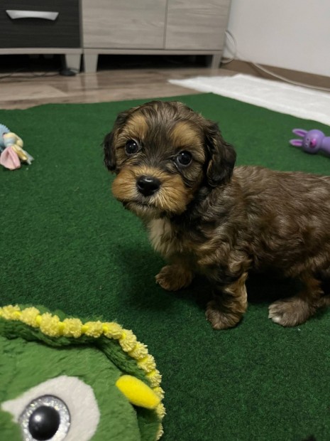 Shihpoo kiskutyk ( Trpe uszkr s Shih-tzu szlk )