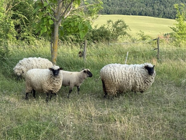 Shropshire anyajuhok