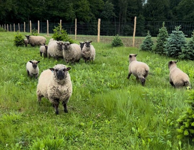 Shropshire brnyok