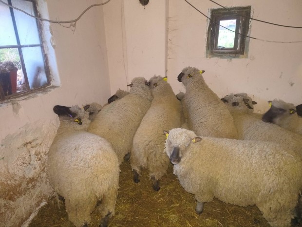 Shropshire kos juh birka 