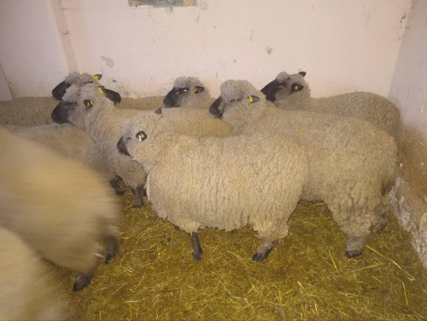 Shropshire kos juh birka 