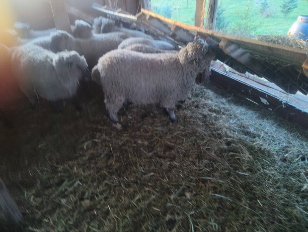 Shropshire t�bb anya juh �s kos birka