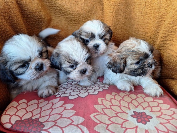 Si-cu, shih-tzu, shi-tzu fajtatiszta jelleg klykk