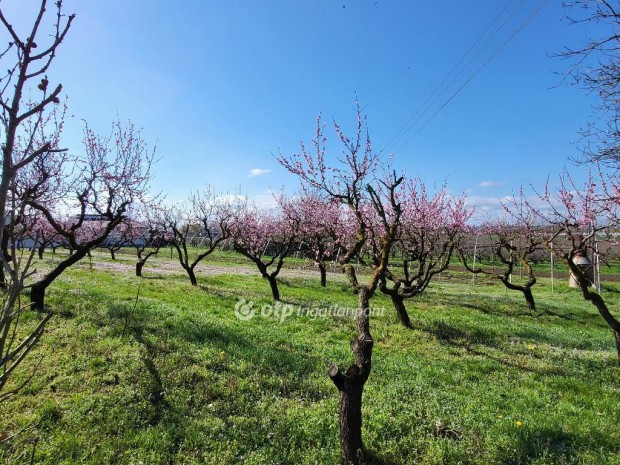 Si�foki elad� 2453 nm-es telek