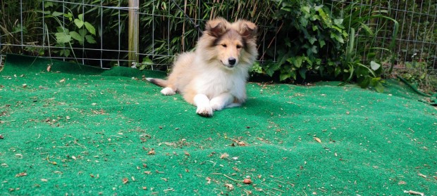 Skót juhász Collie kiskutya