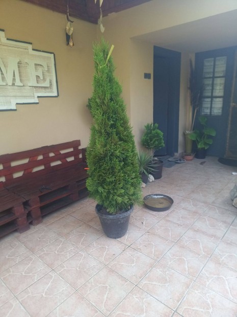 Smaragd tuja 150cm tbb db