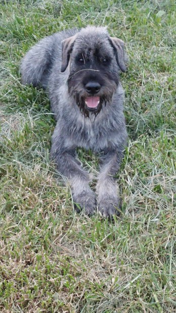 S�-bors �ri�s schnauzer kan