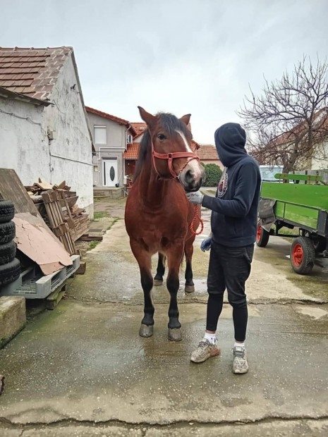 Sodrott 3 ves kanca teli csikval elad