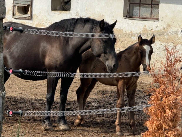 Sodrott kanca