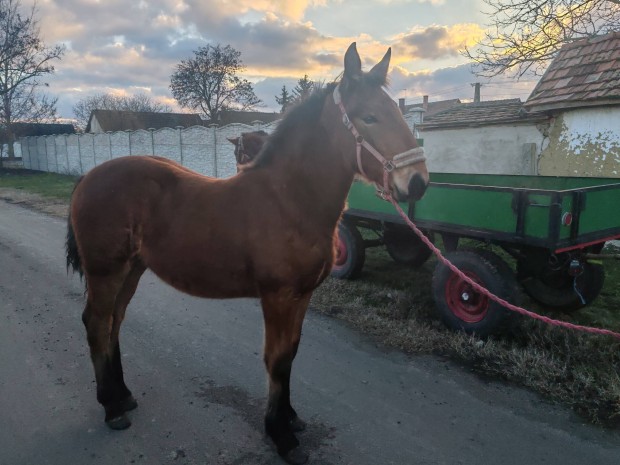 Sodrott kanca csik kltzne!