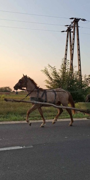 Sodrott kancacsik