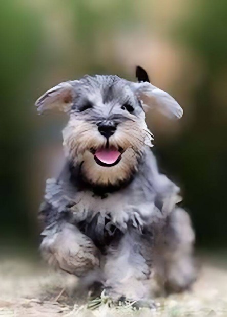Sokoldalú kismanók Törpe Schnauzer kiskutyák keresik szerető családjuk