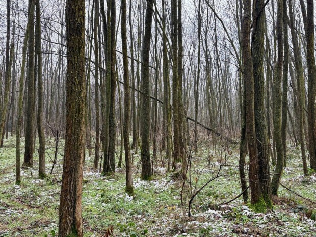 Somogy v�rmegye, Kadark�t mellett, Erd� elad�