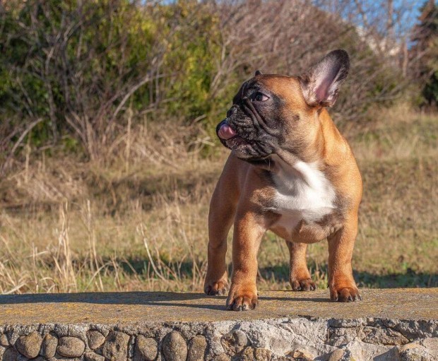 Sötét vörös kis termetű Tözskönyvves kan francia bulldog