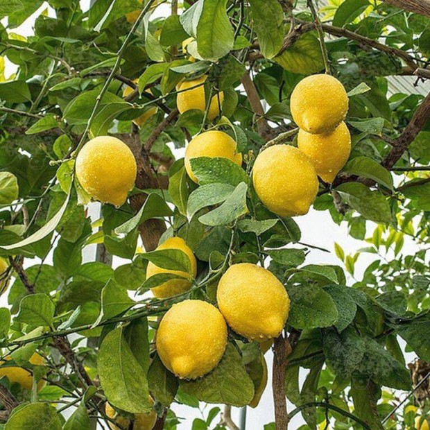 Spanyol bterm citromfa elad