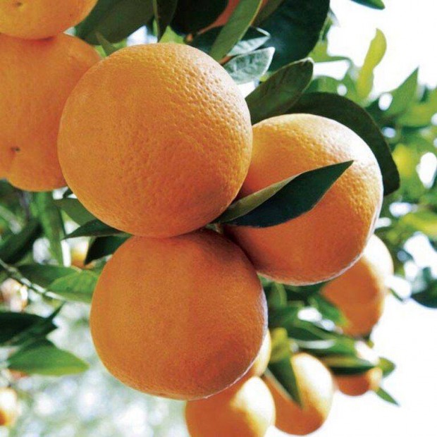 Spanyol narancs oltvny elad