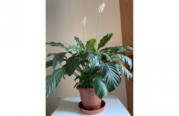 Spathiphyllum (Vitorlavirg)