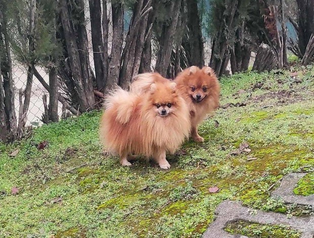 Spicc, pomerniai vonal kis spitz jelleg 11 hnapos kan kutyus