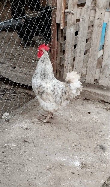 Splash australorp kakas 