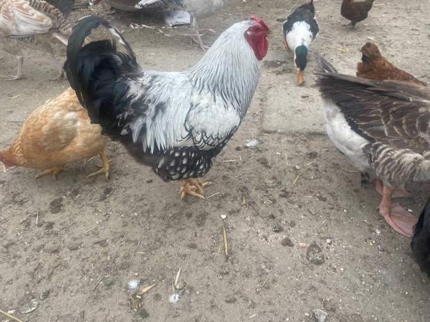 Splash brahma kakas