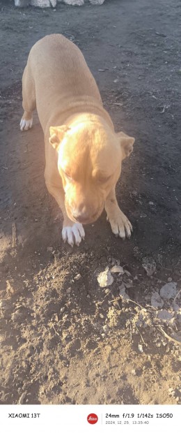 Staffordshire s cane corso keverk 