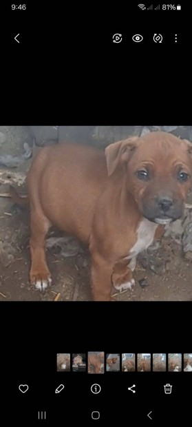 Staffordshire terrier s Pitbull keverk kiskutyk ingyen elvihetk