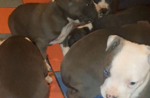 Staffordshire terrier fajta jelleg kiskutyk ingyen elvihetk