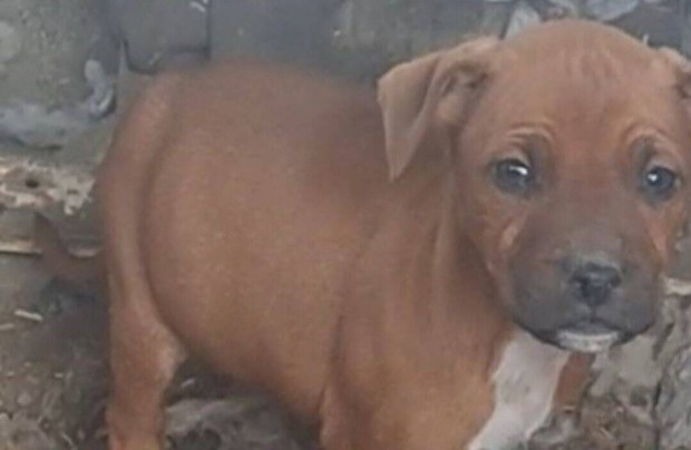 Staffordshire terrier fajta jelleg kiskutyk ingyen elvihetk