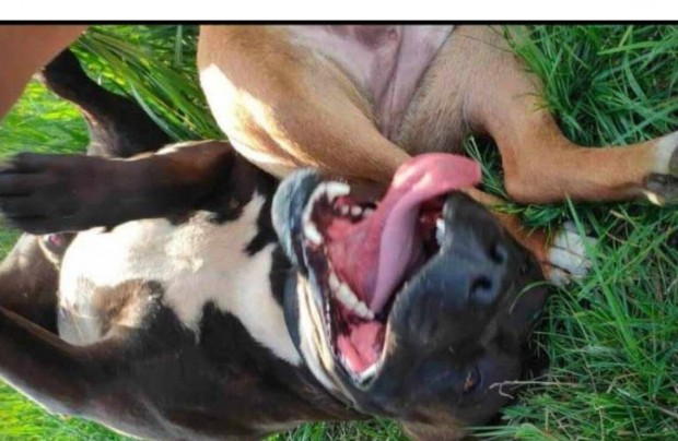 Staffordshire terrier fajta jelleg kiskutyk ingyen elvihetk