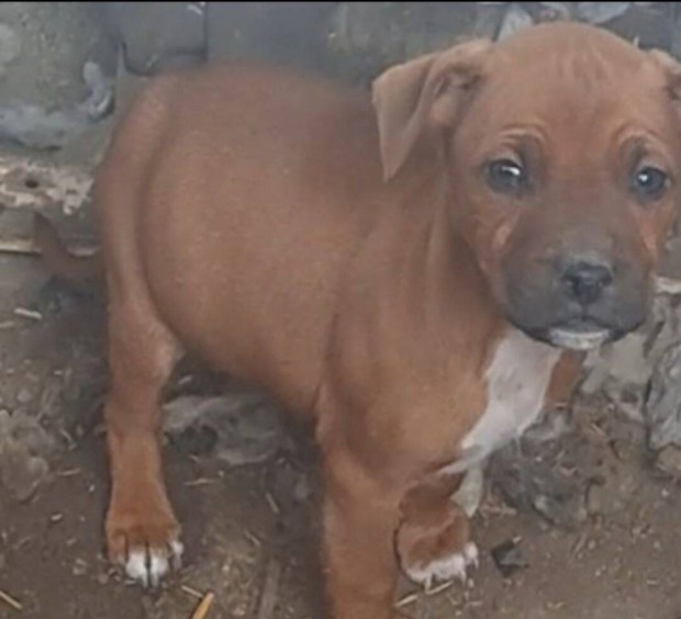 Staffordshire terrier fajta jelleg kiskutyk ingyen elvihetk