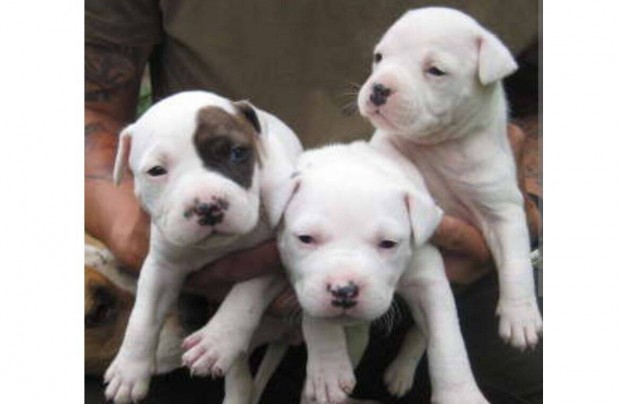 Staffordshire terrier fajta jelleg kiskutyk ingyen elvihetk