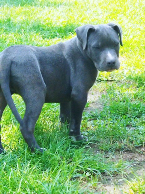 Staffordshire terrier kiskutya