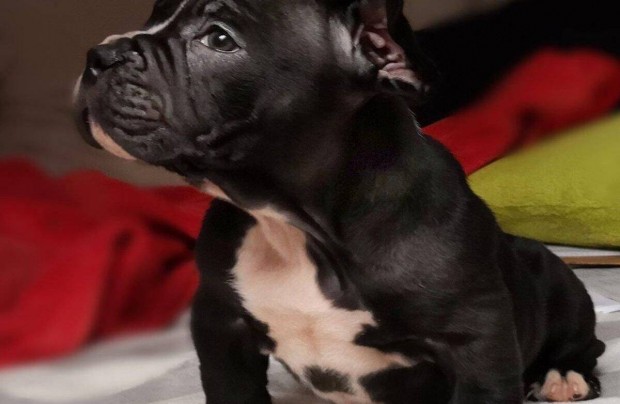 Staffordshire terrier kiskutyk gazdit keresnek