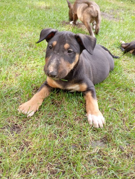 Standard Bullterrier kan kiskutya