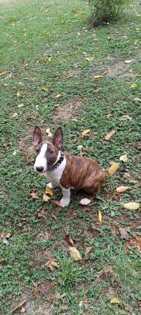 Standard Bullterrier kan klyk