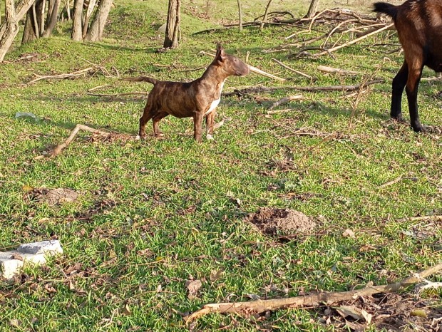 Standard Bullterrier szuka