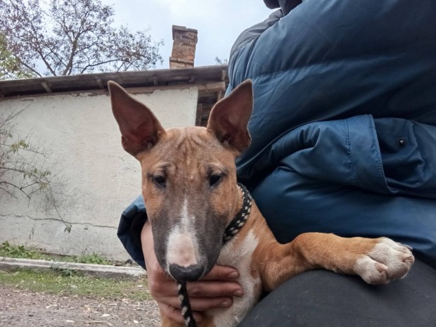 Standard Bullterrier szuka kiskutyk