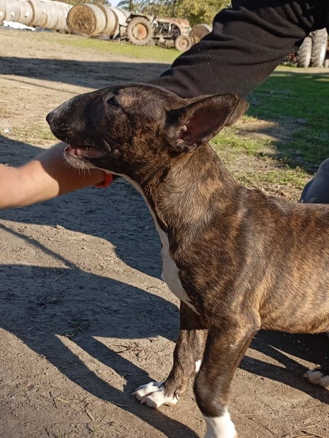 Standard Bullterrier szuka kiskutyk