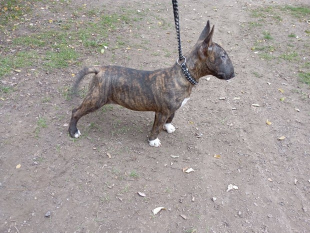 Standard Bullterrier szuka klykk