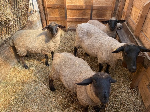 Suffolk brnyok