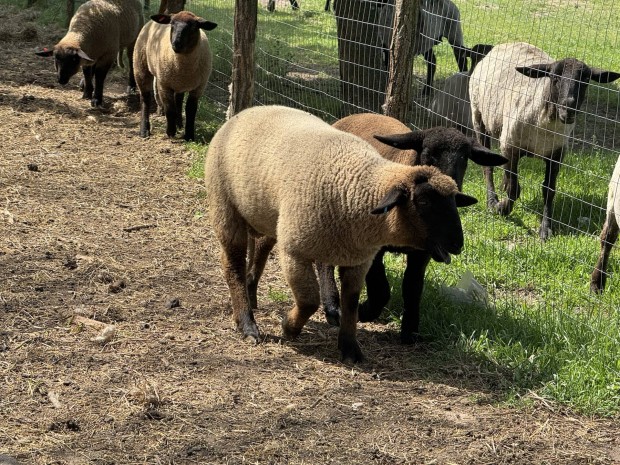 Suffolk brnyok 