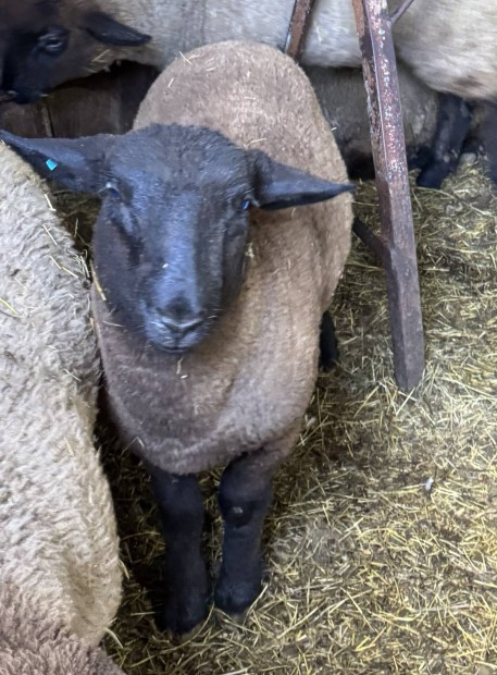 Suffolk brnyok 