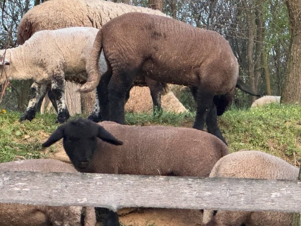 Suffolk brnyok eladk