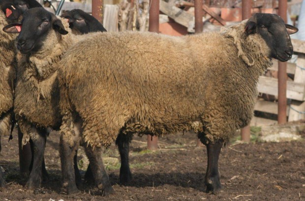 Suffolk ves nvendkek eladk