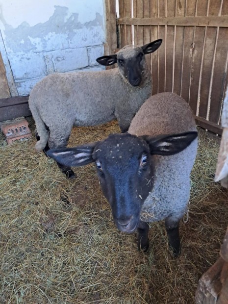 Suffolk kos