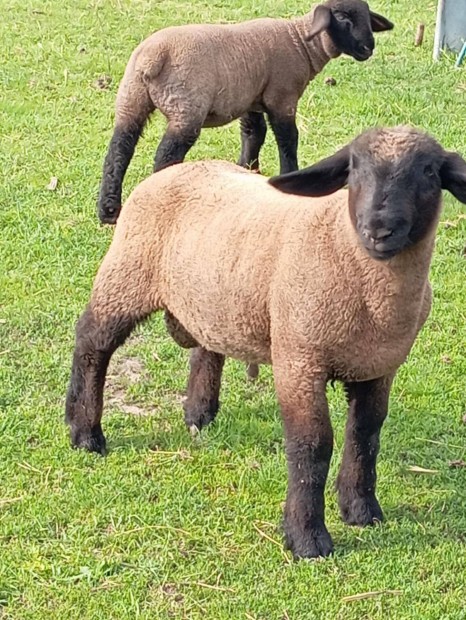 Suffolk kos brny