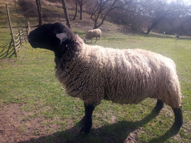 Suffolk kos elad