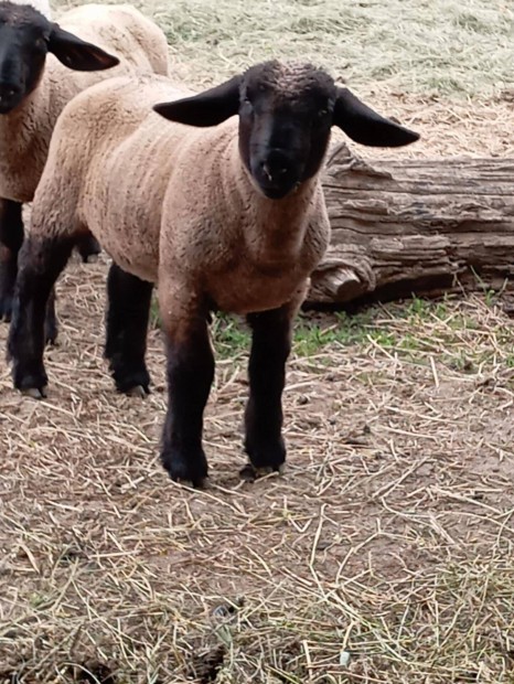 Suffolk kos elad