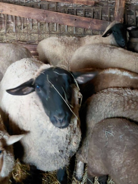 Suffolk kos elad�!