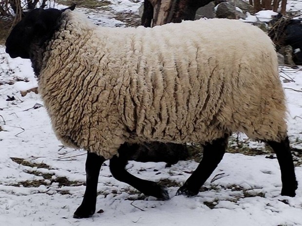 Sufolk 2 ves Kos kltzne hely hinya miatt! 1000ft / kg